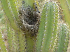 Cactus World San Jose del Cabo