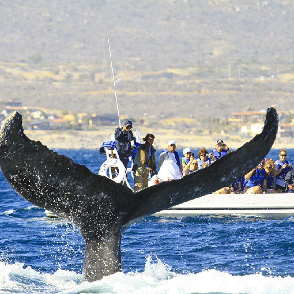 Cabo San Lucas Whale Watching. Book a tour for your next Los Cabos Vacation.